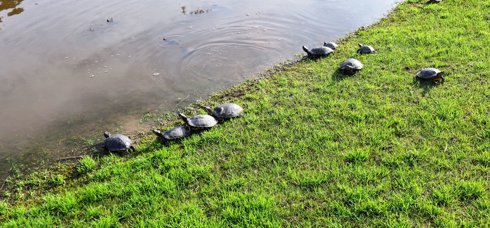 Schildpadden in de zon