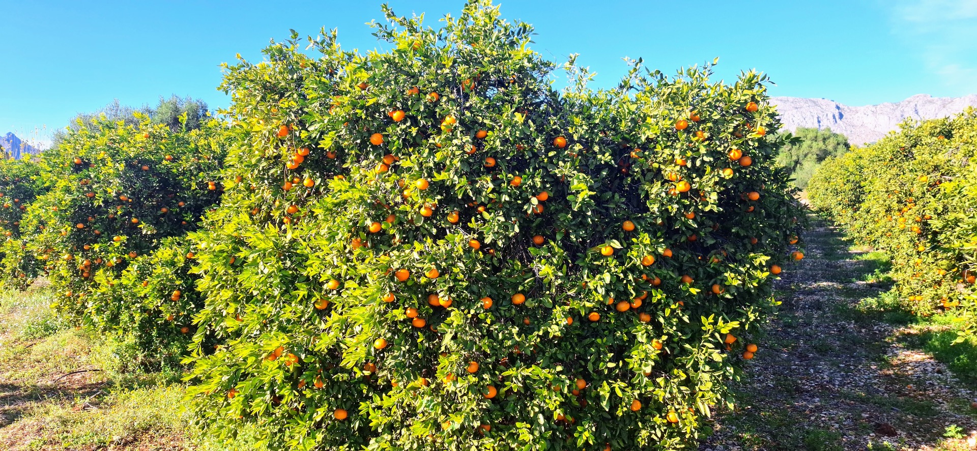 Sinaasappelvelden vol met sinaasappels