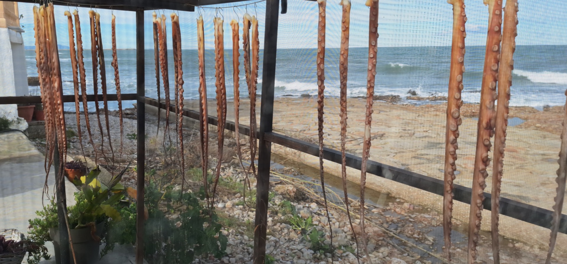 Inktvisarmen hangen hier te drogen