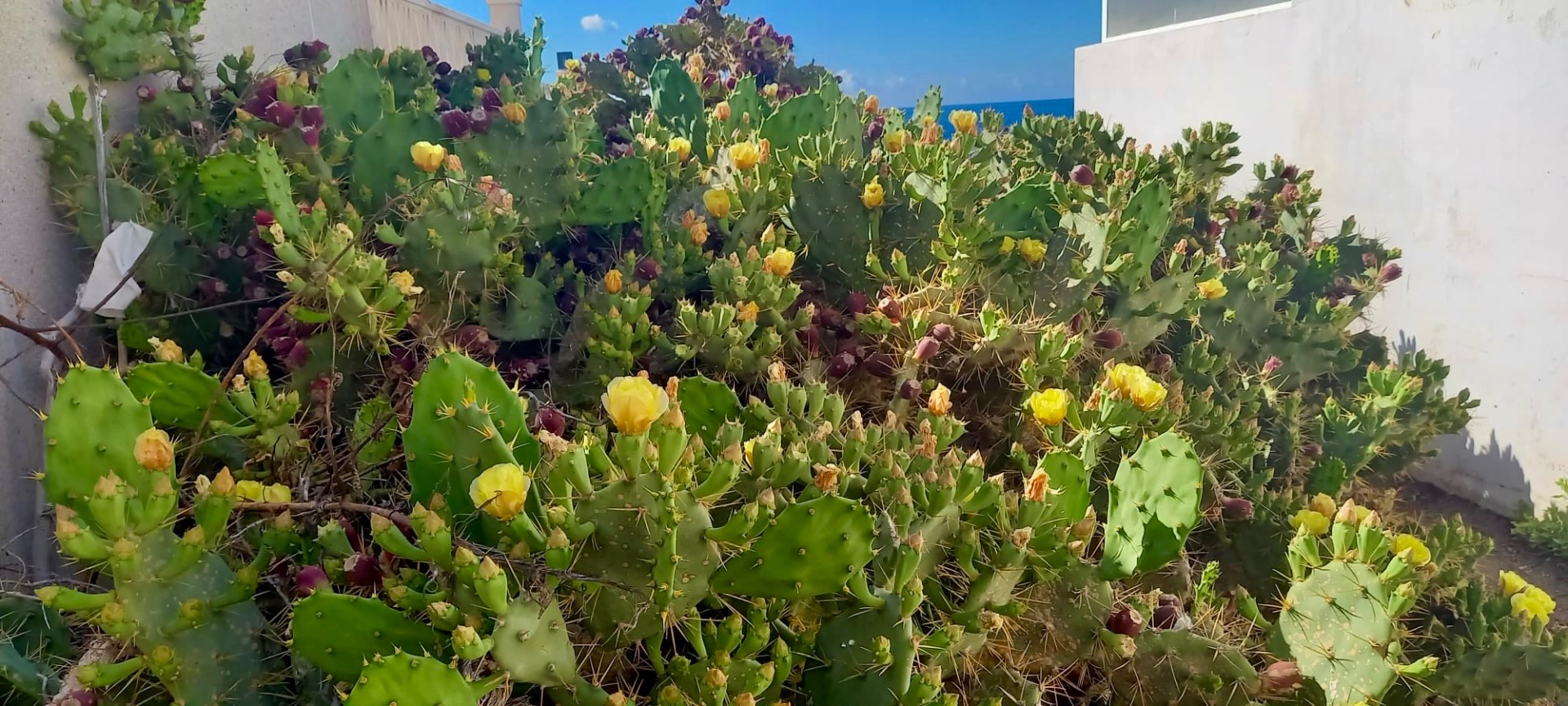 Onderweg bloeiende cactussen